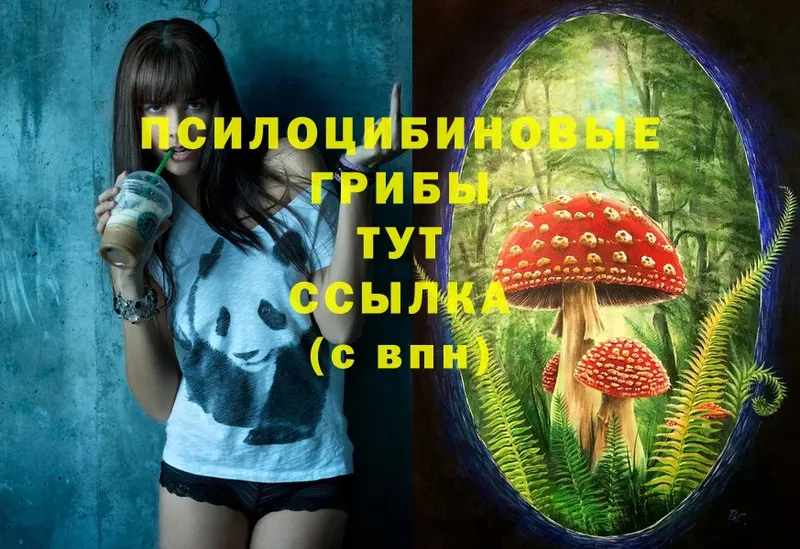 Псилоцибиновые грибы Psilocybe Елец